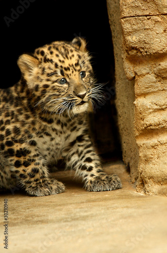 Baby of Leopard