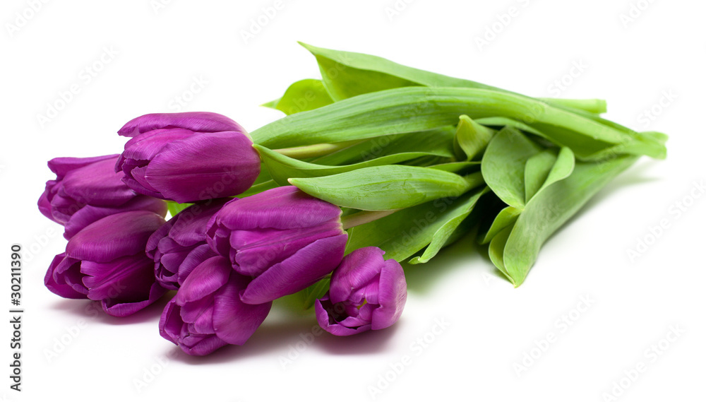 bunch of purple tulips on white bunch of purple tulips on white