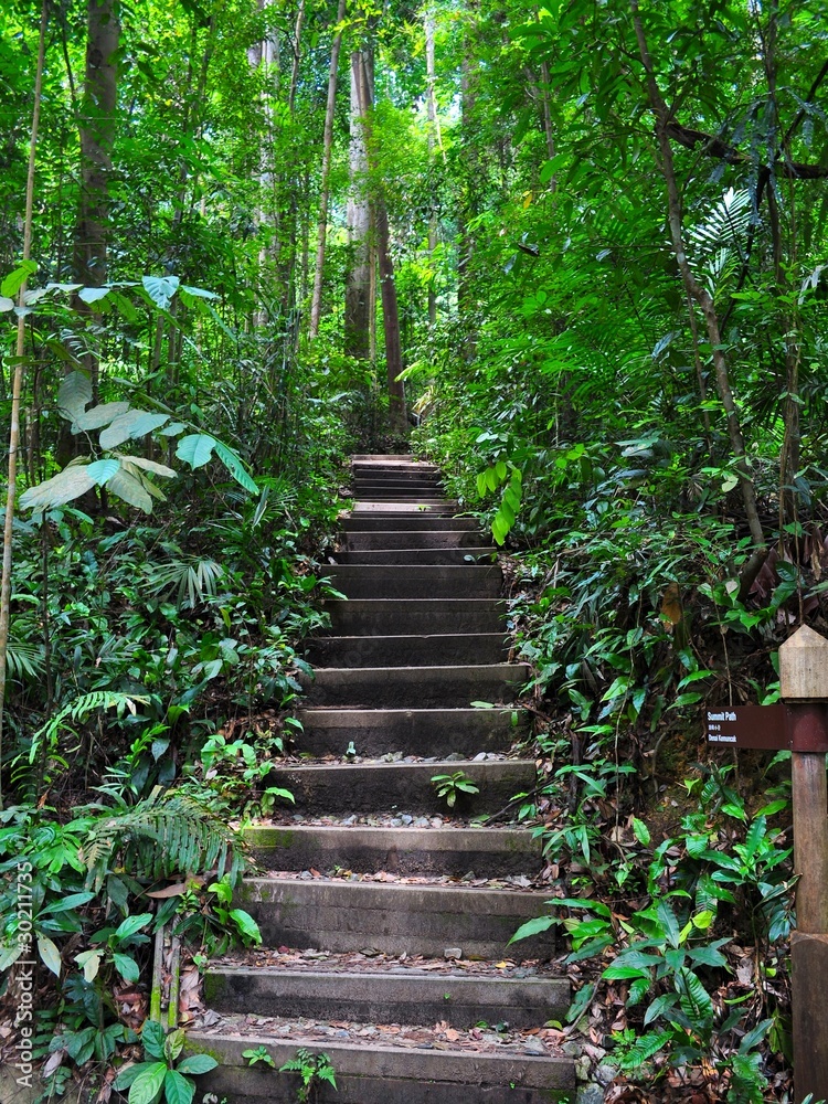 Obraz premium Serene and peaceful stairway in a forest