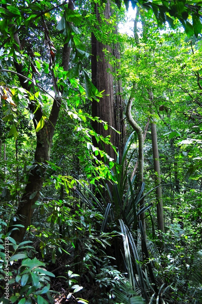 Obraz premium Tall trees in the forest