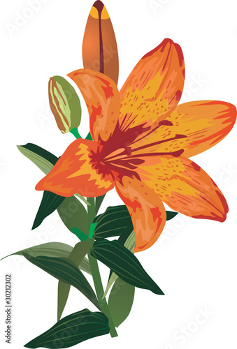 single orange lily flower on white