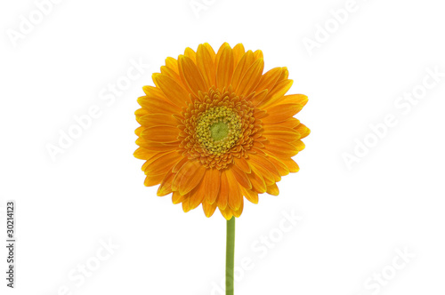                Gerbera 