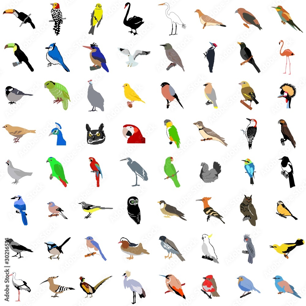Obraz Big collection of birds. Vector