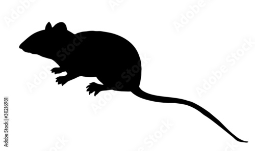 silhouette mouse on white background