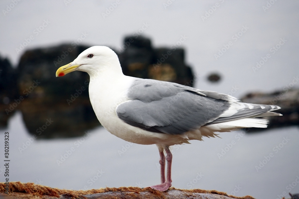 seagull standing seagull standing