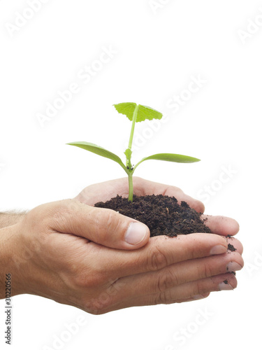 Person holding a young plant