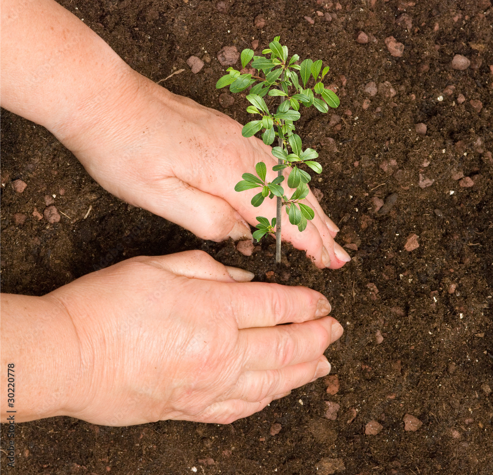 Planting a bush Planting a bush