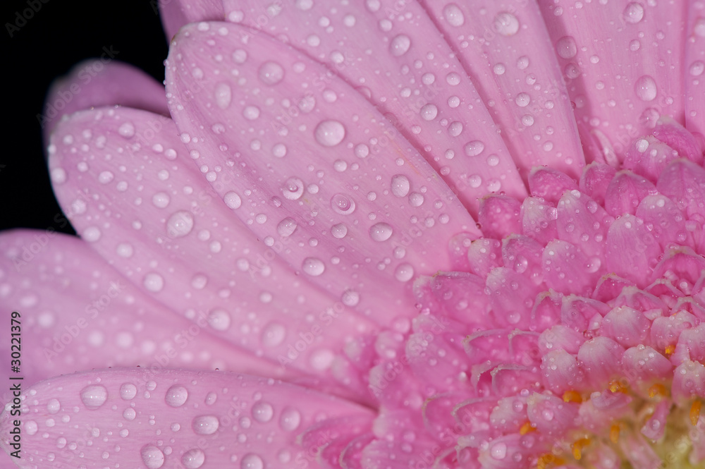 Macro of a pink Daisy with water drops Macro of a pink Daisy with water drops