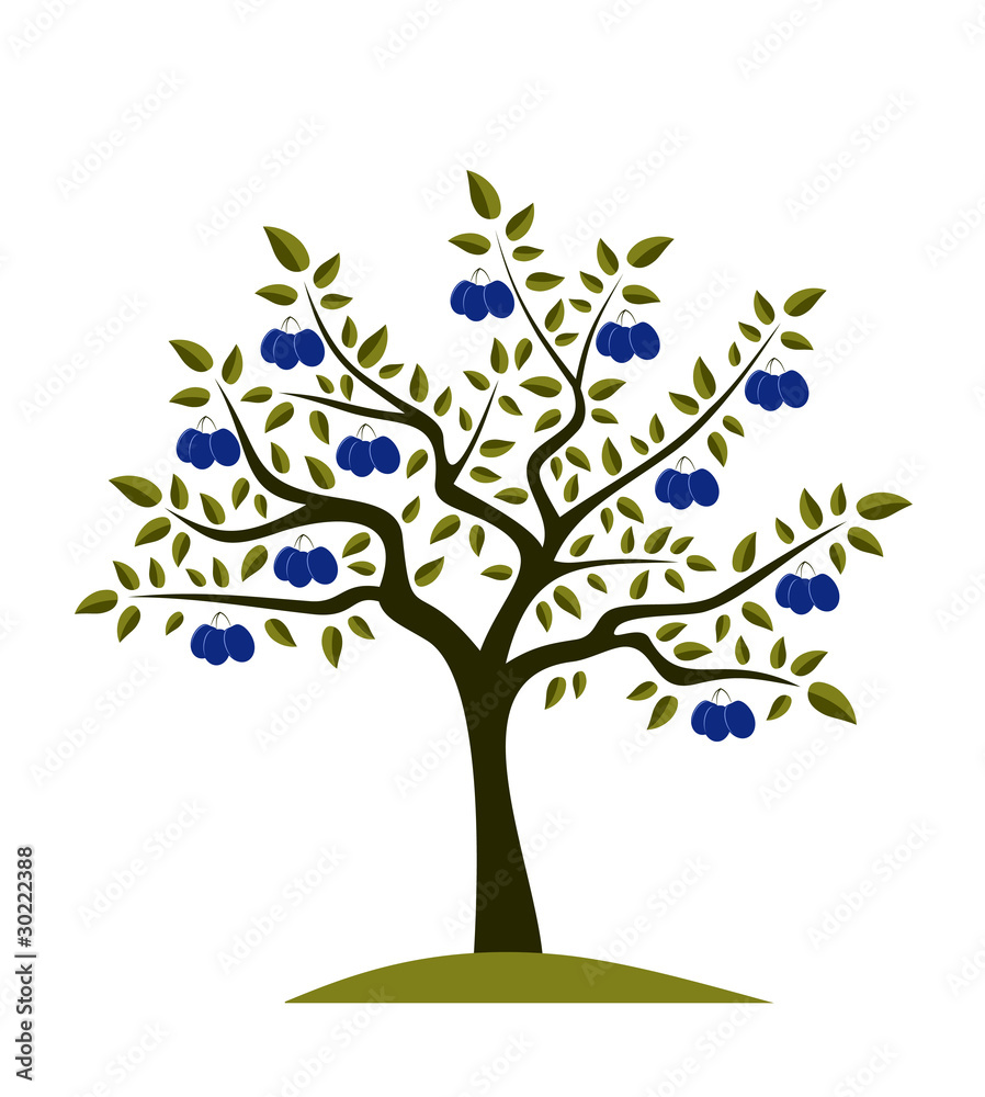 plum tree