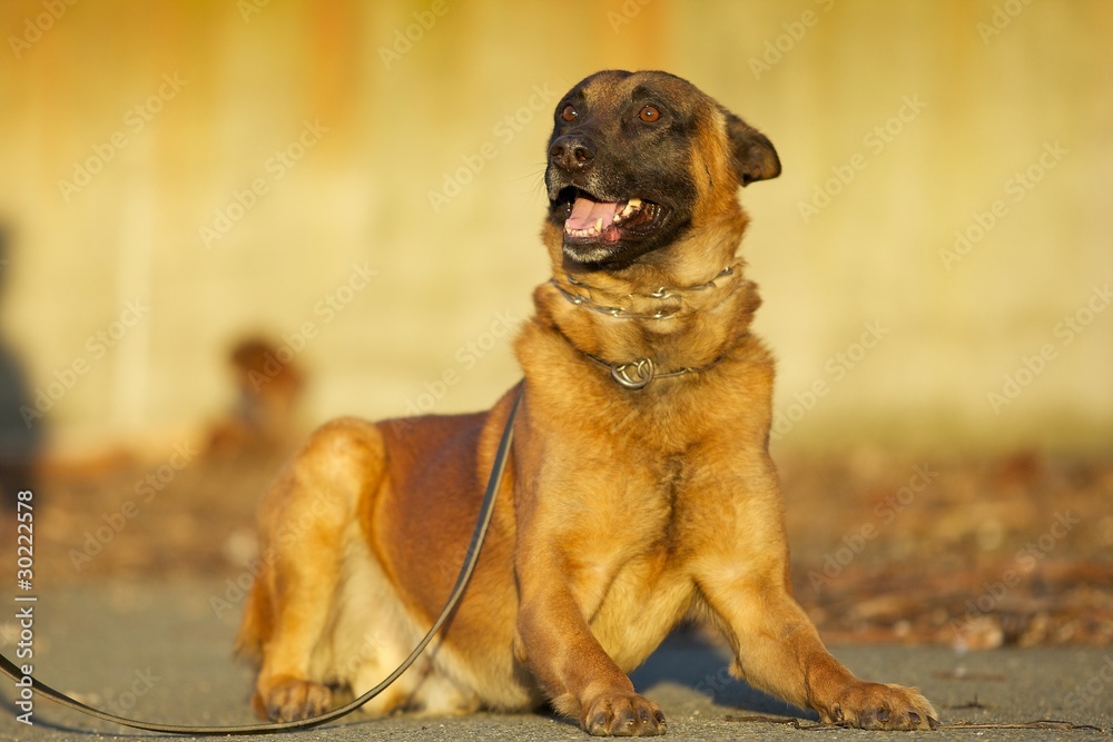 Belgian Shepherd Belgian Shepherd