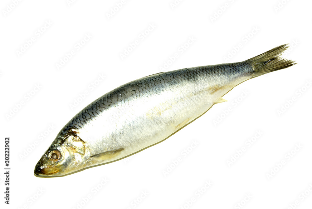 fish fish