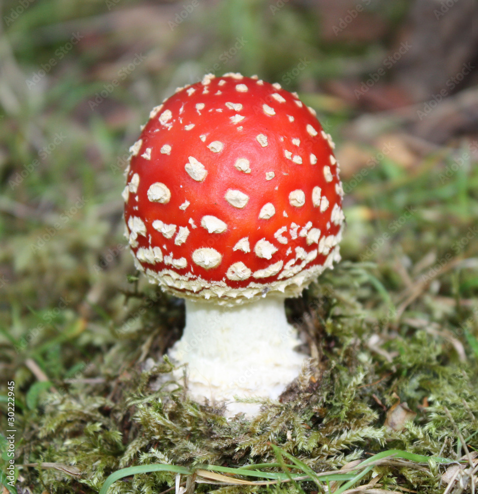 The Bright Red and White Fly Agaric Mushroom. The Bright Red and White Fly Agaric Mushroom.