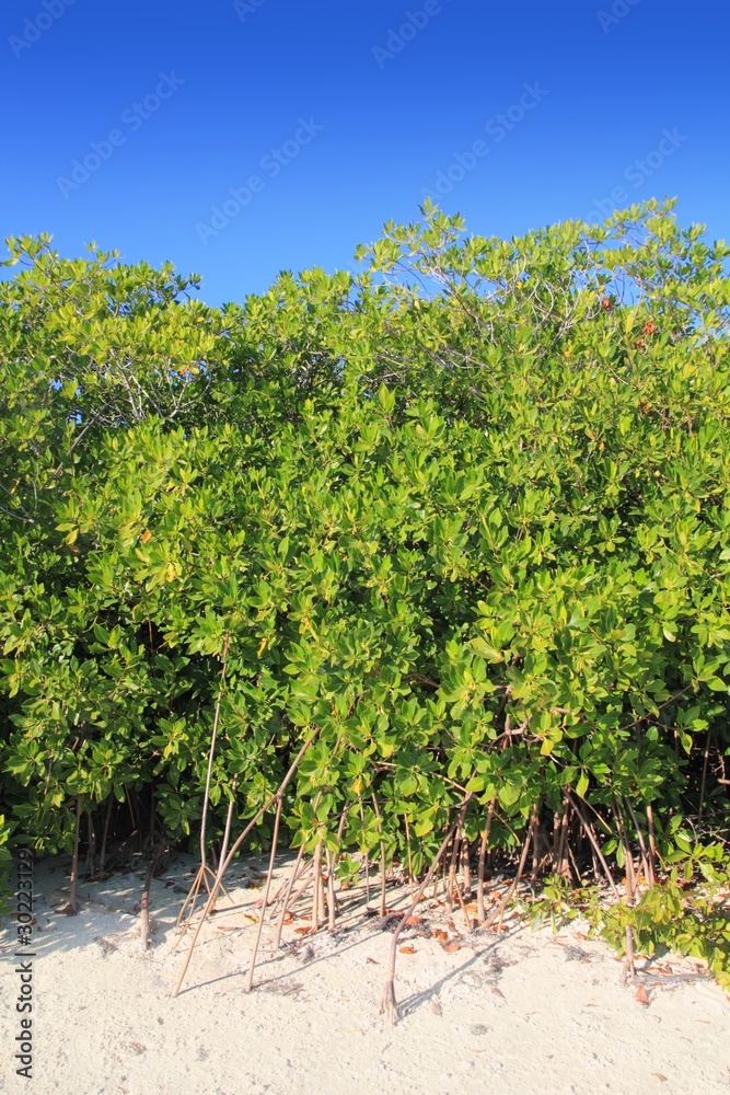 Mangrove tree in white Caribbean sea