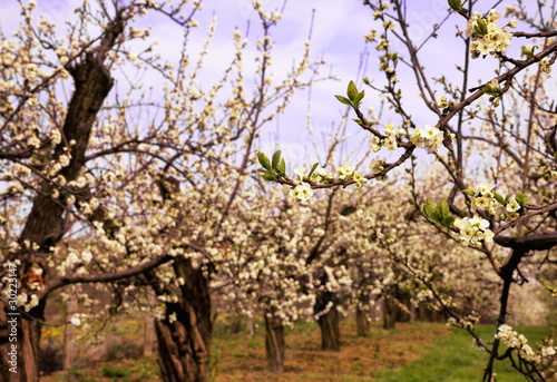 Orchard in spring time