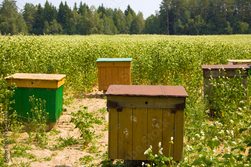Apiary in the field