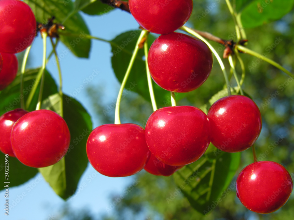 ripe cherries ripe cherries