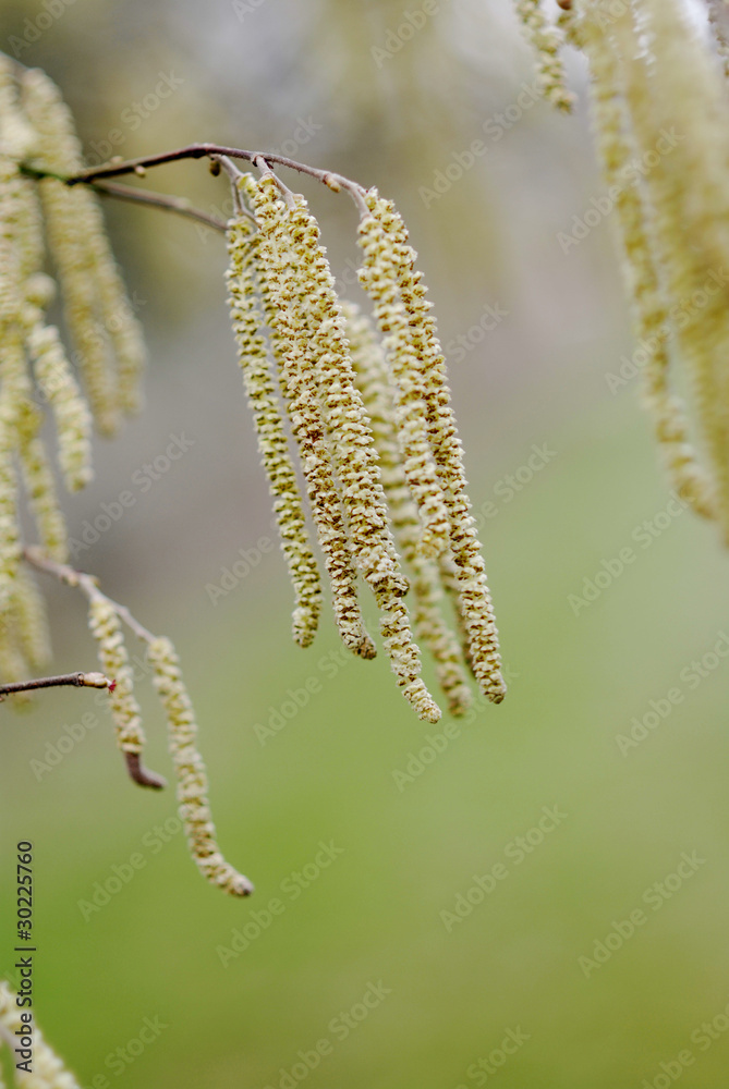 Lamberthasel im Frühjahr Corylus maxima Lamberthasel im Frühjahr Corylus maxima