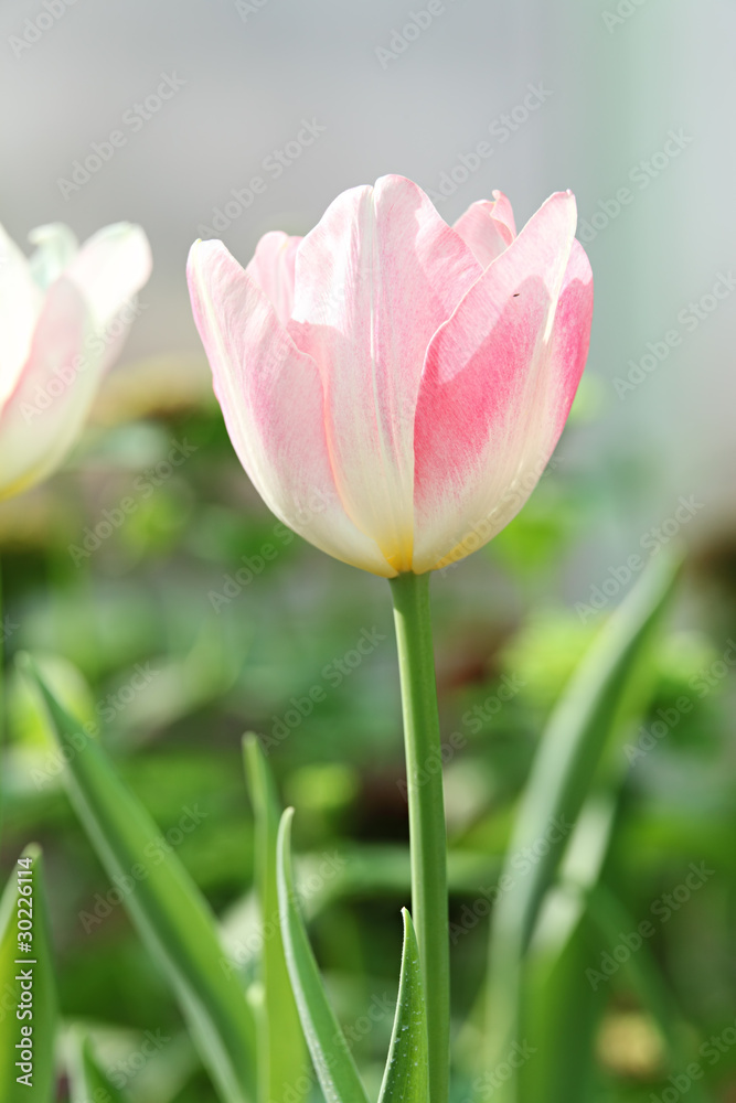 Obraz premium Single Pink Tulip