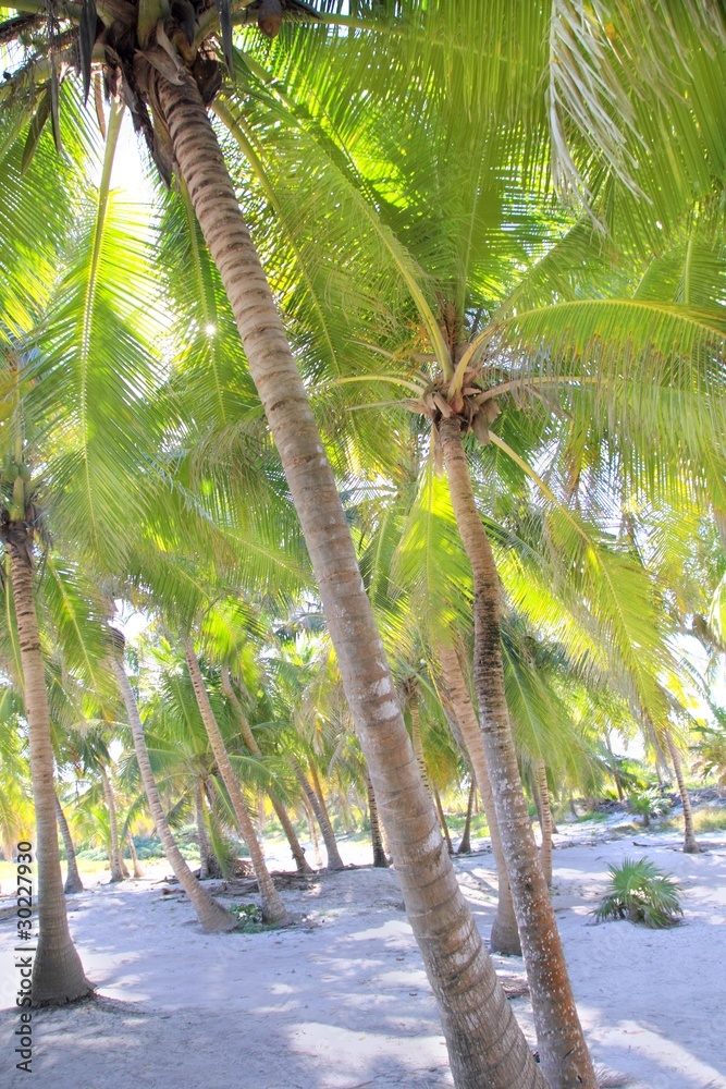 coconut palm trees white sand tropical paradise