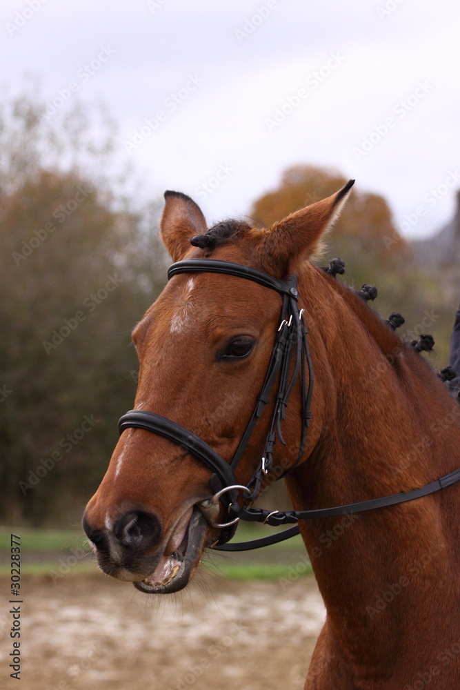 Horse Face