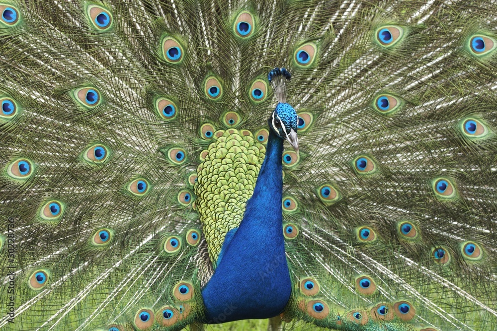 Fototapeta premium Peacock