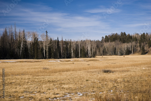Wallpaper Mural Grand Canyon, road to North Rim Torontodigital.ca
