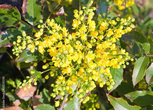 spring bush with yellow flowers