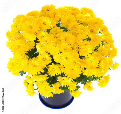 Fototapeta Naklejka Na Ścianę i Meble -  yellow  chrysanthemum in flowerpot