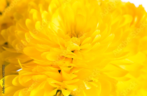 chrysanthemum