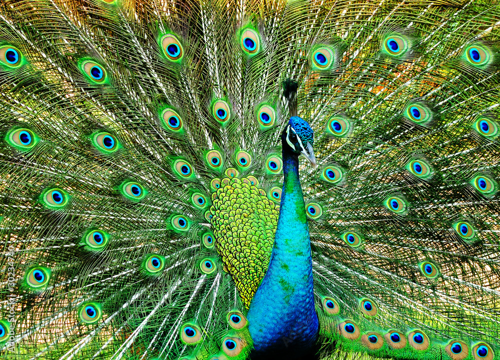 Obraz premium Portrait of beautiful peacock