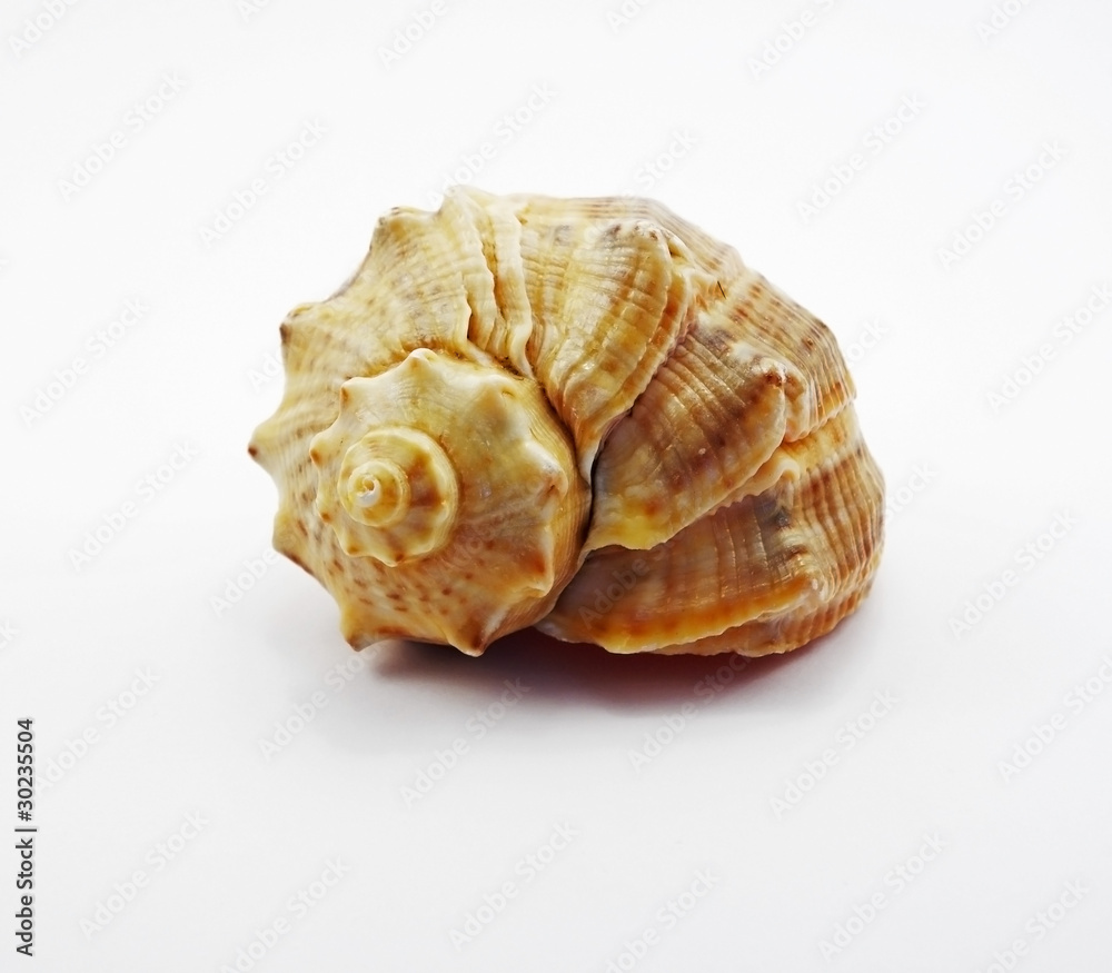 Sea snail shell Sea snail shell