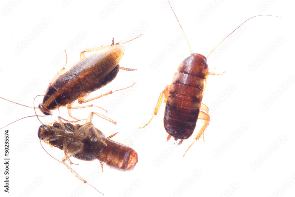 dead insect cockroach bug dead insect cockroach bug