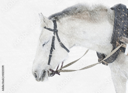 horse in snow