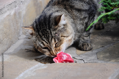 a cat eating raw meat photo