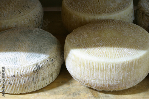 formaggio pecorino stagionato photo