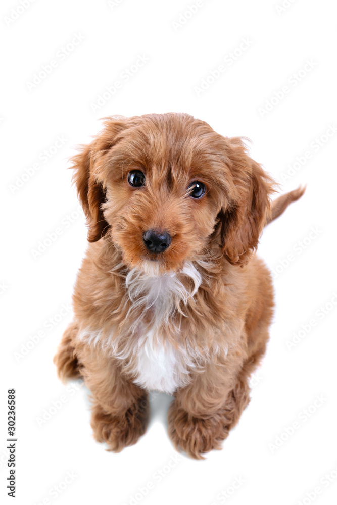 Puppy Cockapoo isolated on white Puppy Cockapoo isolated on white