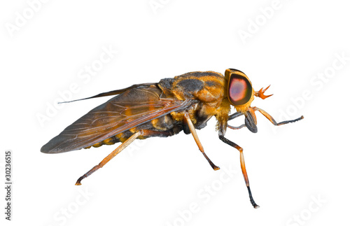 Horsefly 5