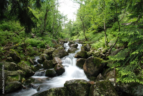 Forest stream