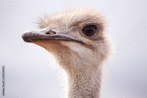 Backlit close-up side portrait of an ostrich