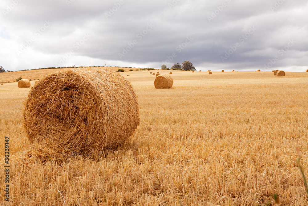 Hay bales laying in field under cloudy skies