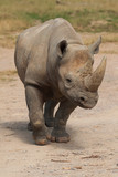 black rhino 9035