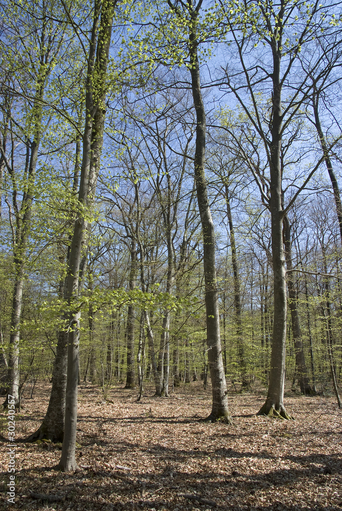 Fototapeta premium bouleau commun; betula pendula; forêt Fontainebleau