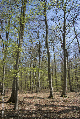 bouleau commun; betula pendula; forêt Fontainebleau