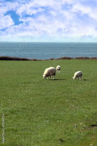 sheep and lamb grazing on coastline