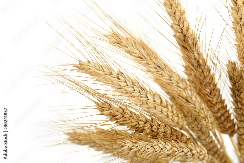 wheat isolated on white wheat isolated on white