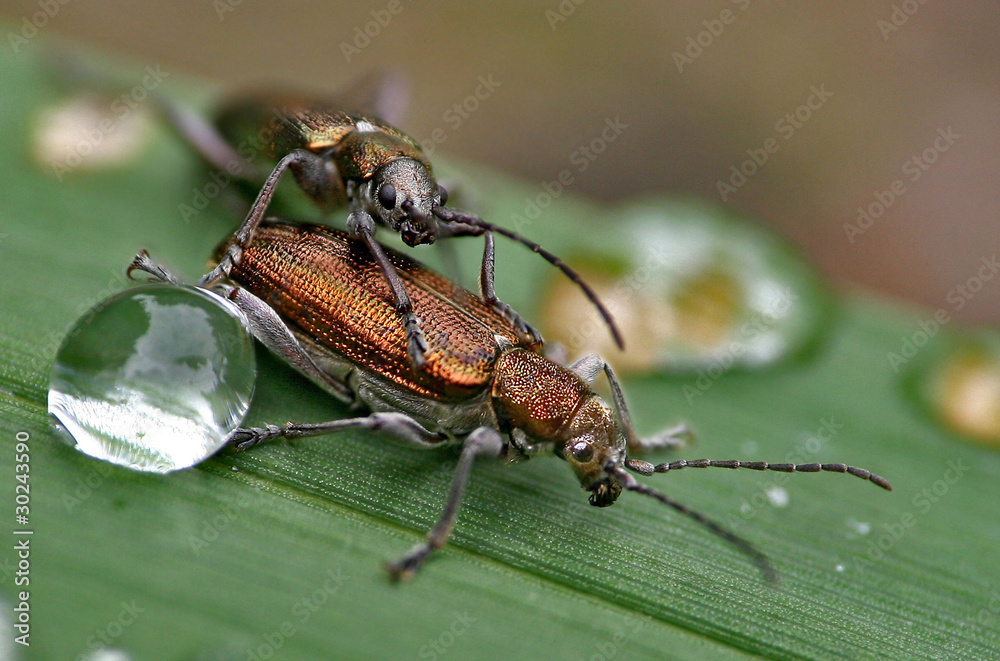 Fototapeta premium Käfertreffen