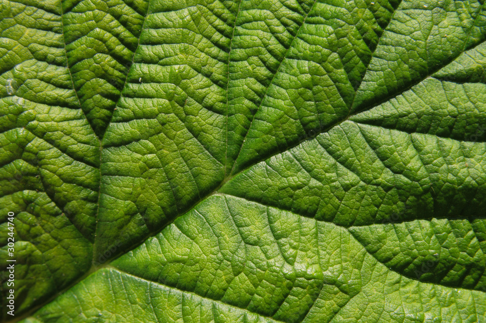 green leaf background green leaf background
