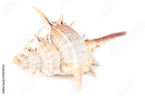 brown beautiful seashell