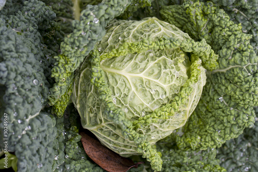 Fototapeta premium fresh cabbage