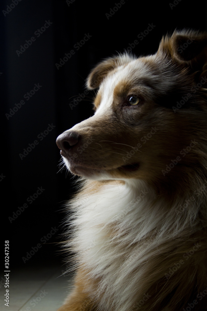 Fototapeta premium Red Merl Australian Shepherd Hund